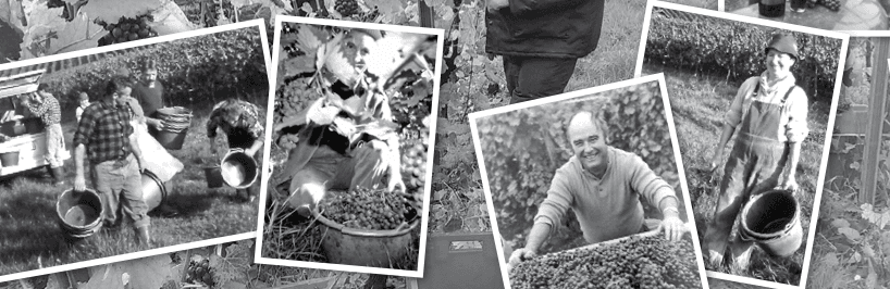 Das Team von Weingut Schönbrunn